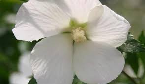 Has been bred for a narrow, upright habit that makes it useful for planting as a screen, either side of an entrance or in large patio containers as a feature plant. Hibiscus Syriacus White Pillar
