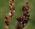 Carex diandra (Lesser Panicled Sedge): Minnesota Wildflowers