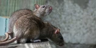 How To Get Rid Of Rats The Right Way