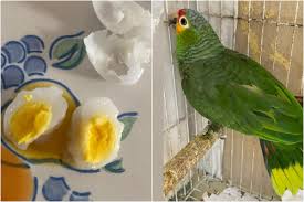 pet parrot lays egg owner cooks and