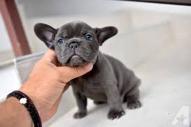 Is a highly respected breeder of french bulldogs. Akc Registered Blue French Bulldog Puppies For Sale In Los Angeles California Classified Americanlisted Com