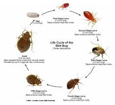 bed bug recognition and treatment