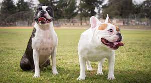 boston terrier vs french bulldog dog