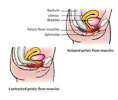 relaxed and contracted pelvic floor