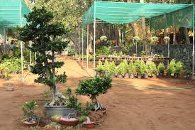 sorrel gardens in injambm chennai