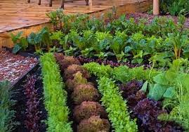 Small Vegetable Garden Ideas How To