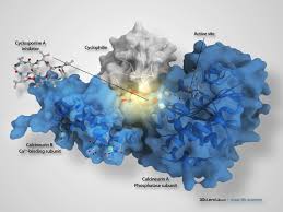 Cyclophilin-Calcineurin-Cyclosporine-A-immunosupresant-drug-calmodulin-phosphatase-protein-peptidyl-prolyl-isomerase-3d-ciencia-structure-ciclosporina-inmunosupresor  | Flagellum. Impulsando la comprensión de la ciencia.