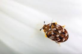 Golden spider beetle niptus hololeucus. Den Messingkafer Bekampfen Alle Moglichkeiten Und Tipps