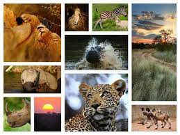 top 10 wildlife sanctuaries in india