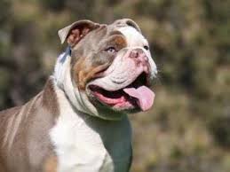 Scorpion english bulldog open for stud services. Olde English Bulldogge Price Temperament Life Span