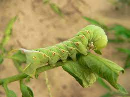 how to eliminate green worms in plants