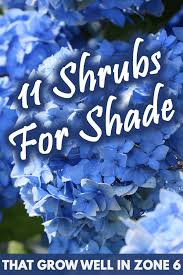 Types of bushes and shrubs for your garden including evergreen, flowering, purple shrubs, and low growing easy care bushes (with pictures and names). 11 Shrubs For Shade That Grow Well In Zone 6 Garden Tabs