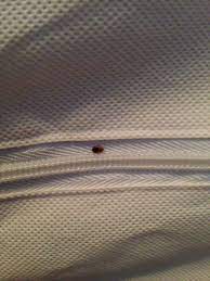 box spring covers for bed bugs