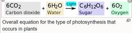 Solved 6co2 6h2o Light â C6h12o6
