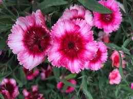 All varieties have been preserved to ensure look for suppliers on alibaba.com to customize your. 15 Different Types Of Carnations Dianthus Garden Lovers Club
