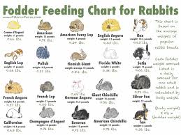 Fodder Chart For Rabbits From Fmicrofarm Com Rabbit Breeds