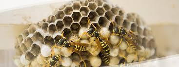 Can Wasps Nest In Your Home During Winter