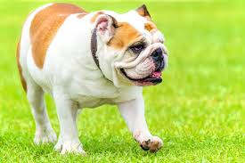 English bulldogs are a few inches taller and heavier from their miniature cousins, that makes early socialization means a lot to your dog's personality. Bulldog Smell 10 Tips To Make Your Bulldog Smell Better