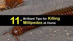 Killing Millipedes Easy Tips For