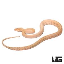 baby albino darwin s carpet pythons