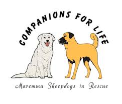 Maremma sheepdogs in rescue portland, nsw. Companions For Life Pet Rescue Petrescue
