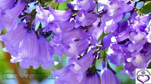 These flowers blossom in shades between magenta and violet with tall clustered blooms. Ten Most Common Australian Trees Worlderz Com