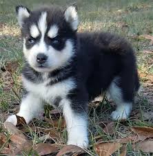 Greenfield puppies has puppies for sale in va! Husky Puppies For Sale In Wv Petsidi