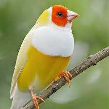 Finch Yellow Back Gouldian — New York Bird Supply