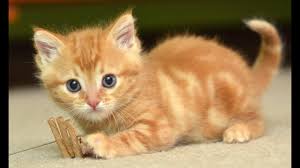 Nikmati video kucing anggora abu abu eksklusif serta film populer dan acara tv. 20 Jenis Kucing Yang Populer Beserta Harga Gambar Lengkap