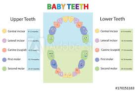 Children Teeth Anatomy Dental Teeth Chart Dental Titles Of