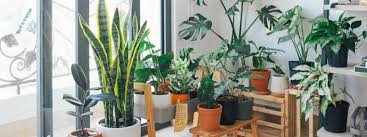 Indoor Potted Plants Easy Growing