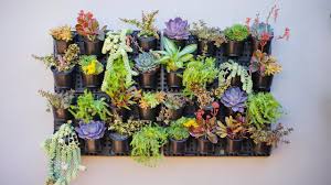 a succulent wall garden dalla vita