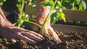 Organic Gardening A Beginner S Diy
