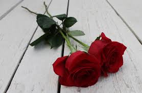 red rose roses flower fl romantic
