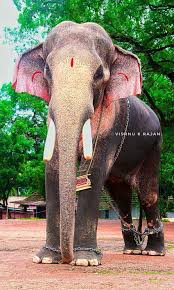 jithi on elephants elephant graphy