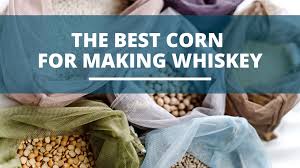 the best corn for distilling making