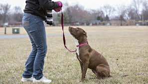 pit bull puppy