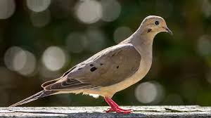 mourning doves