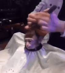 Find gifs with the latest and newest hashtags! Monkey Getting A Haircut Gif On Imgur