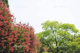 ブラシの木の赤い花と5月の新緑 写真素材 [ 4515731 ] - フォトライブラリー photolibrary