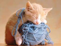 bébé chat qui dort sur une pelote de laine