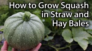 growing squash in straw hay bales