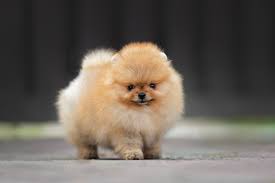 teacup pomeranian breed info facts