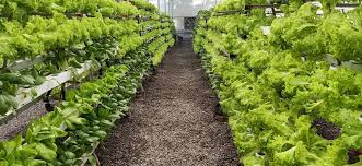 hydroponics startups are slowly growing