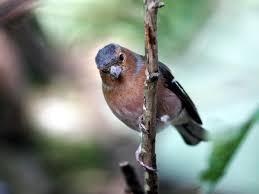 You can play a bird's song from within the field guide. Is That A Chaffinch Or A Wren We Test Birdsong Apps Warblr And Chirpomatic Birds The Guardian