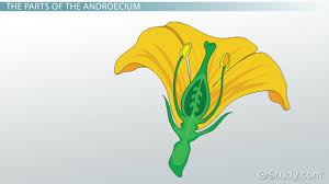 androecium definition anatomy