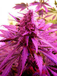 Can You Really Grow Marijuana With Leds Grow Weed Easy