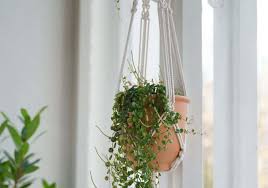 10 ways to hang plants from a ceiling
