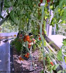 growing an indoor edible garden in soil