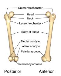 Its lateral surface presents a bulge referred to as lateral epicondyle which gives connection to the fibular collateral ligament of the on which part of the femur can you find the intertrochanteric crest? 6 The Appendicular Skeleton Medicine Libretexts